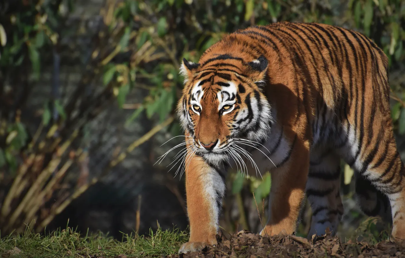 Photo wallpaper look, light, nature, tiger, pose, sneaks