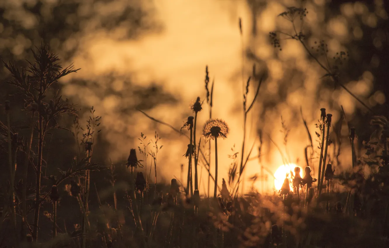 Photo wallpaper grass, light, nature
