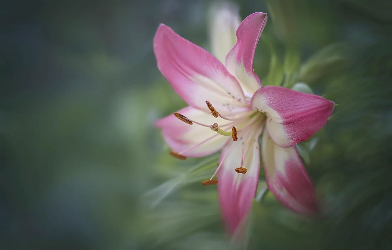 Photo wallpaper flowers, Lily, pink, art processing