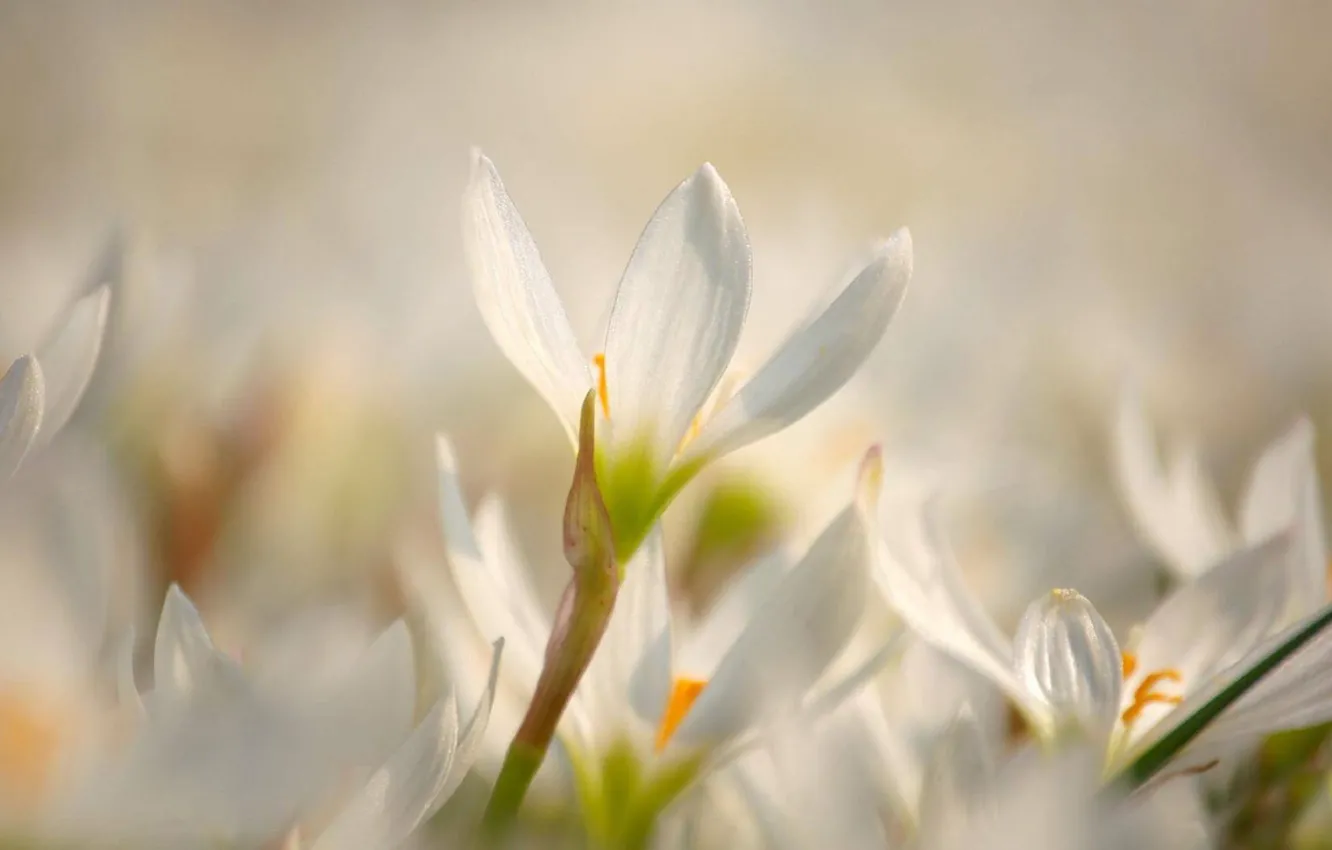 Photo wallpaper rays, flowers, glare, glade, tenderness, spring, snowdrops, Sunny