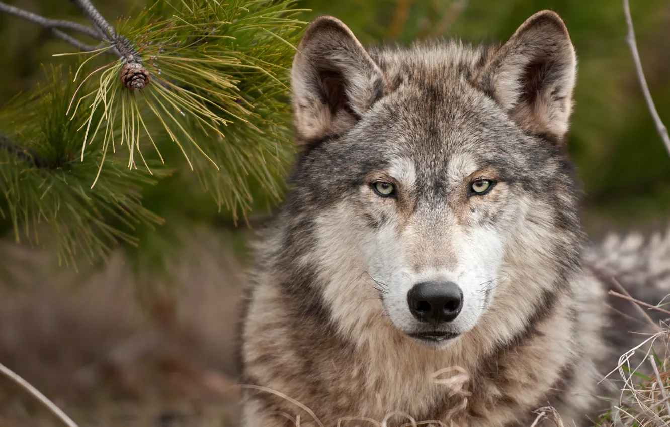 Photo wallpaper wolf, predator, wolf, a stern look