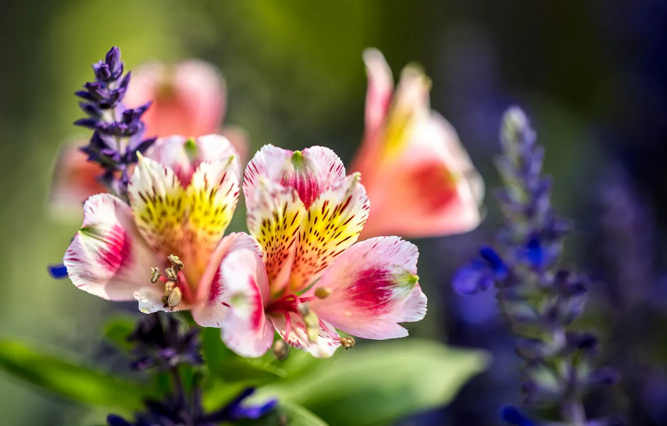 Photo wallpaper macro, petals, Alstroemeria