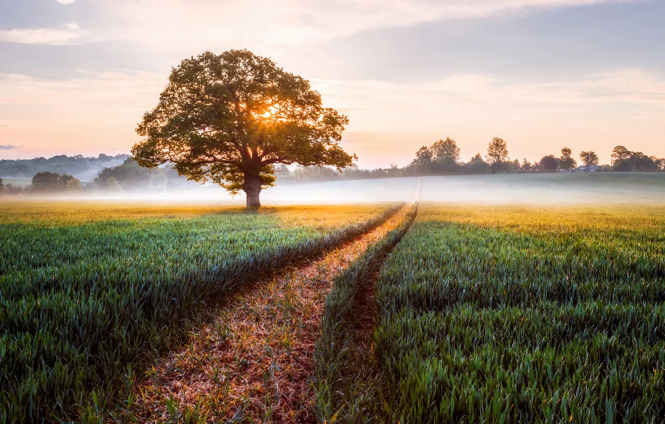 Photo wallpaper field, the sun, light, fog, tree, England, morning, County