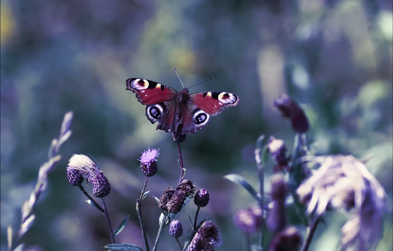 Photo wallpaper flowers, nature, butterfly, plants, flowering