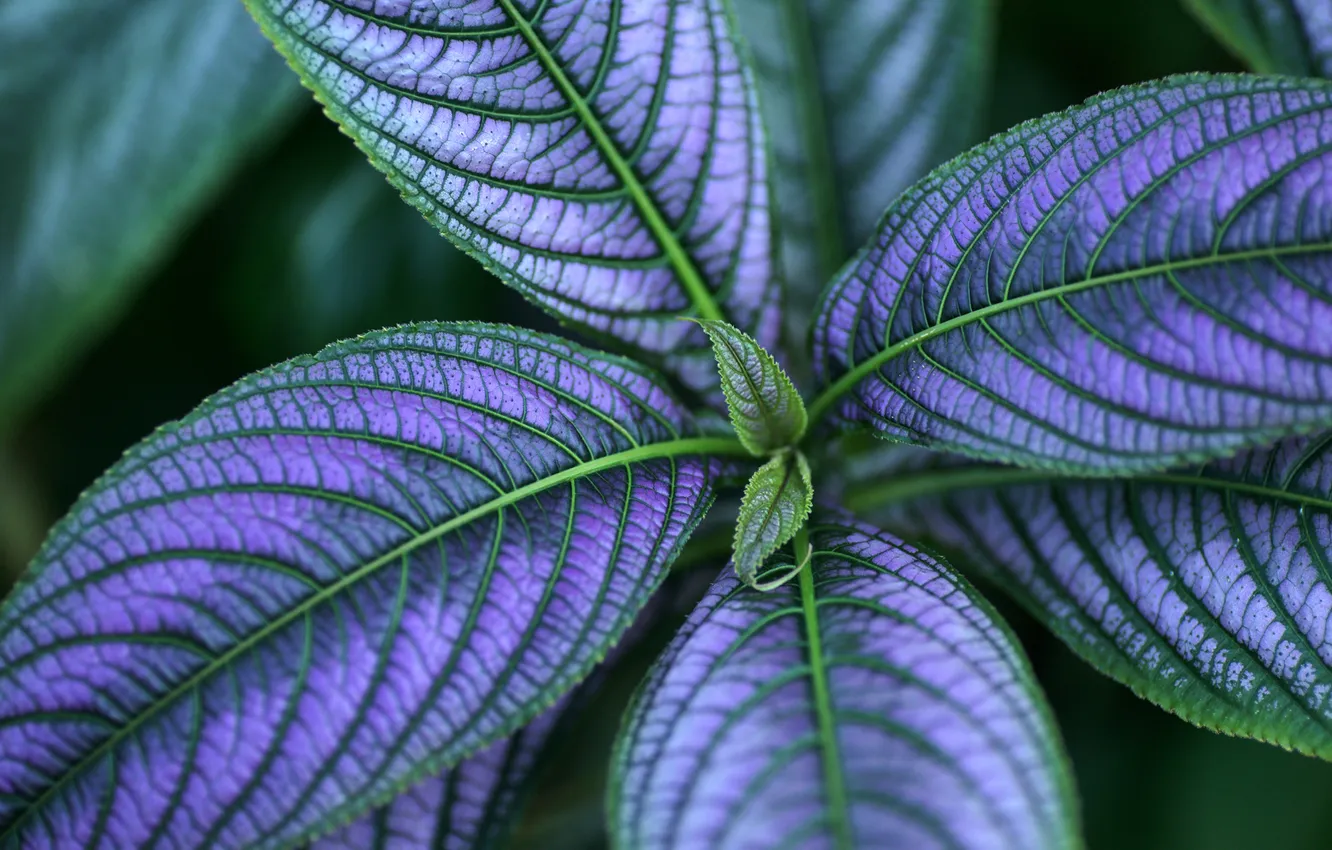 Photo wallpaper leaves, plant, green, purple, veins