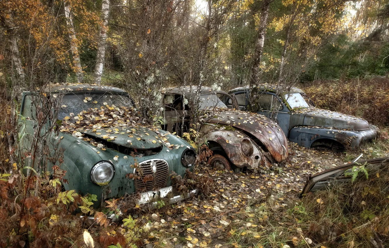 Photo wallpaper machine, leaves, scrap