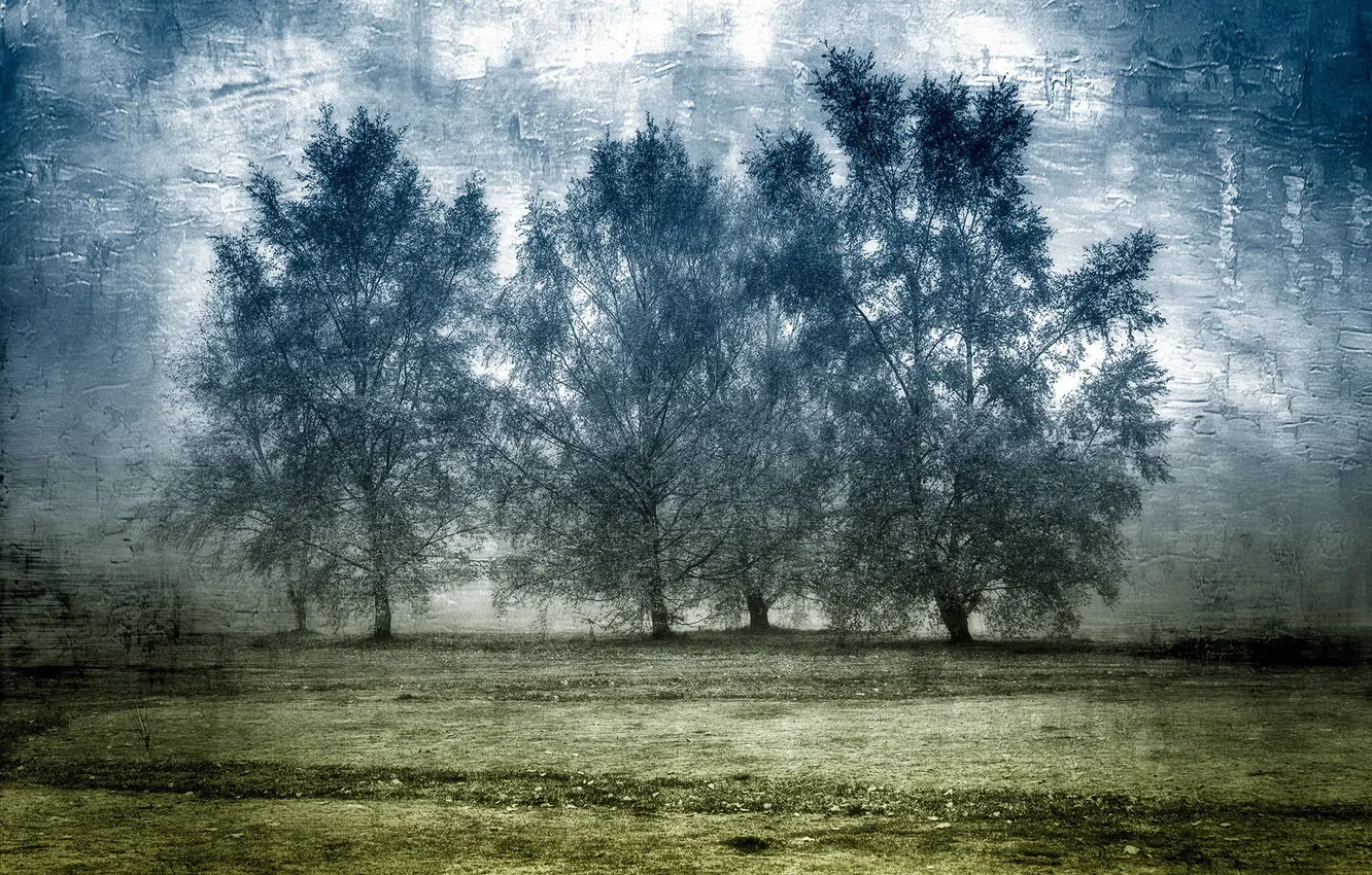 Photo wallpaper field, trees, texture