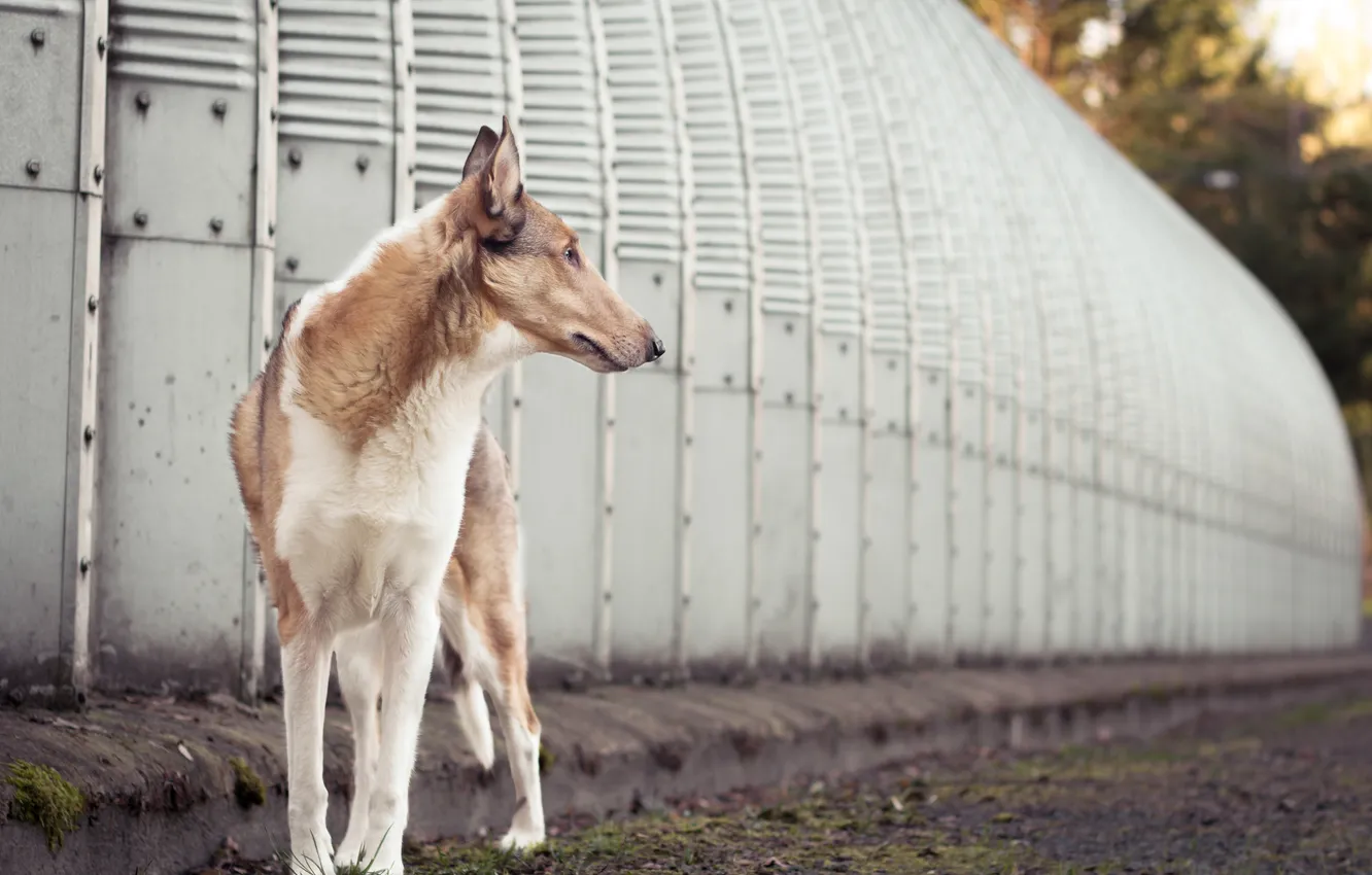 Photo wallpaper look, each, dog