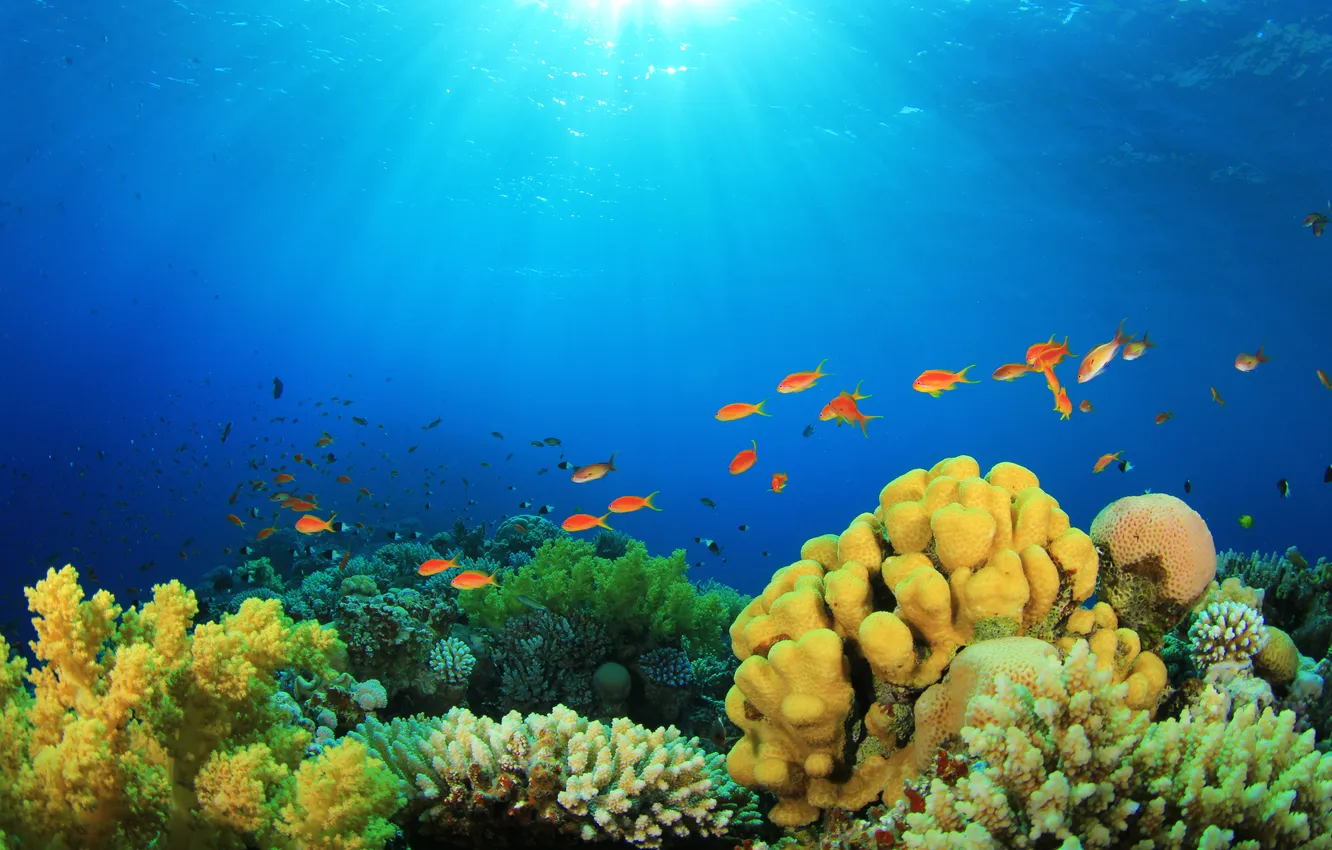 Photo wallpaper underwater world, underwater, ocean, fishes, tropical, reef, coral, coral reef