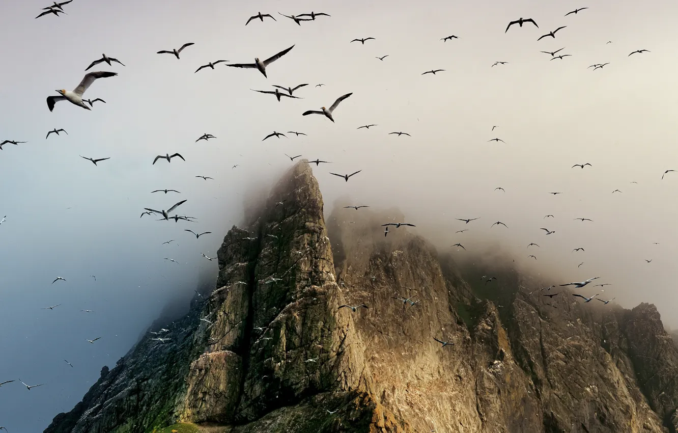 Photo wallpaper birds, rock, mountain, Scotland, St. Kilda archipelago, Boreray Island