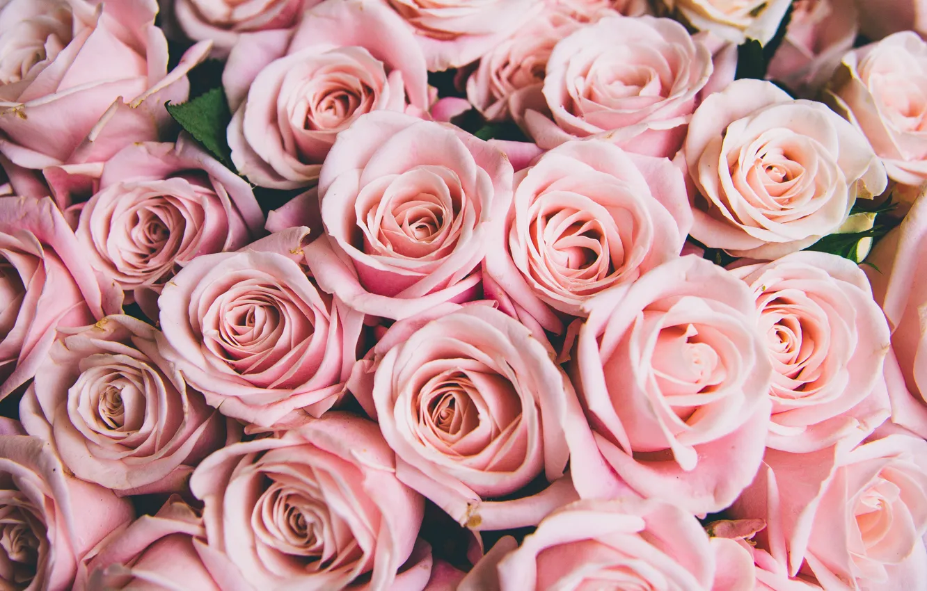 Photo wallpaper flowers, roses, pink, buds, pink, flowers, romantic, roses