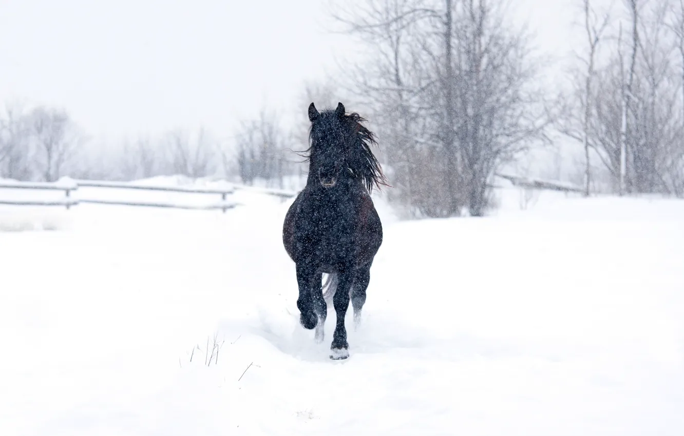 Photo wallpaper snow, trees, horse, trees, horse, snowing, a black horse, wood fence