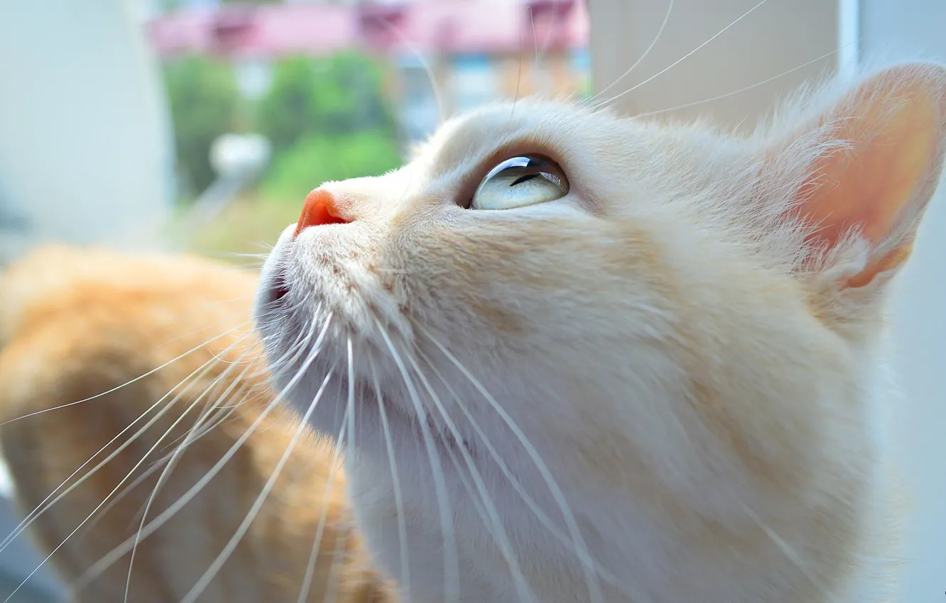 Photo wallpaper cat, look, photo