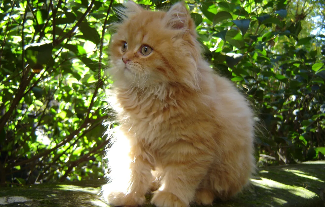 Photo wallpaper cat, fluffy, baby, red, kitty, Kote