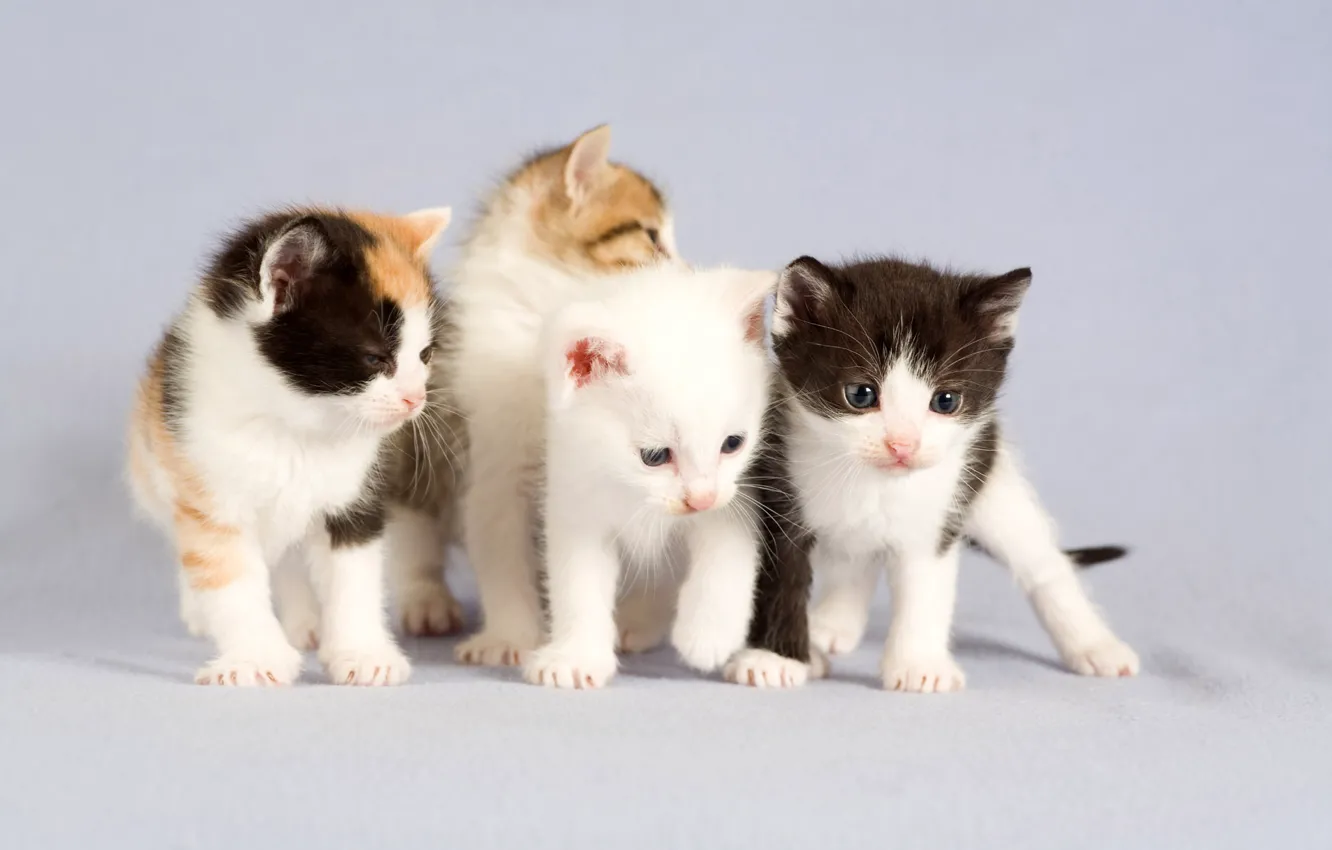 Photo wallpaper portrait, four, kittens