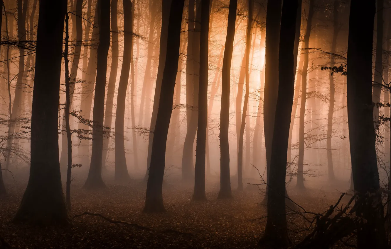 Photo wallpaper autumn, forest, light, trees, branches, fog, trunks, morning