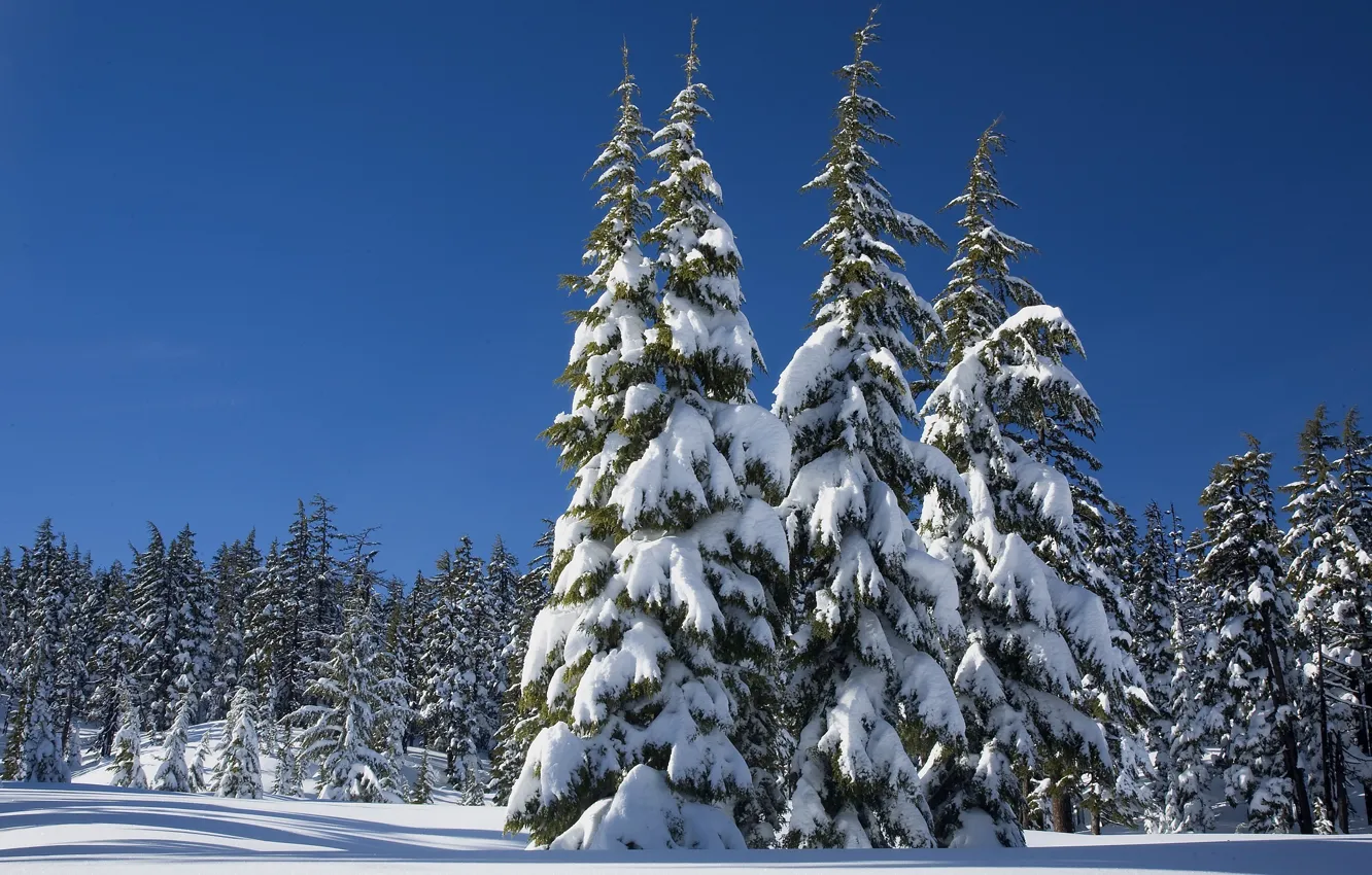 Photo wallpaper winter, forest, the sky, the sun, snow, trees, the snow