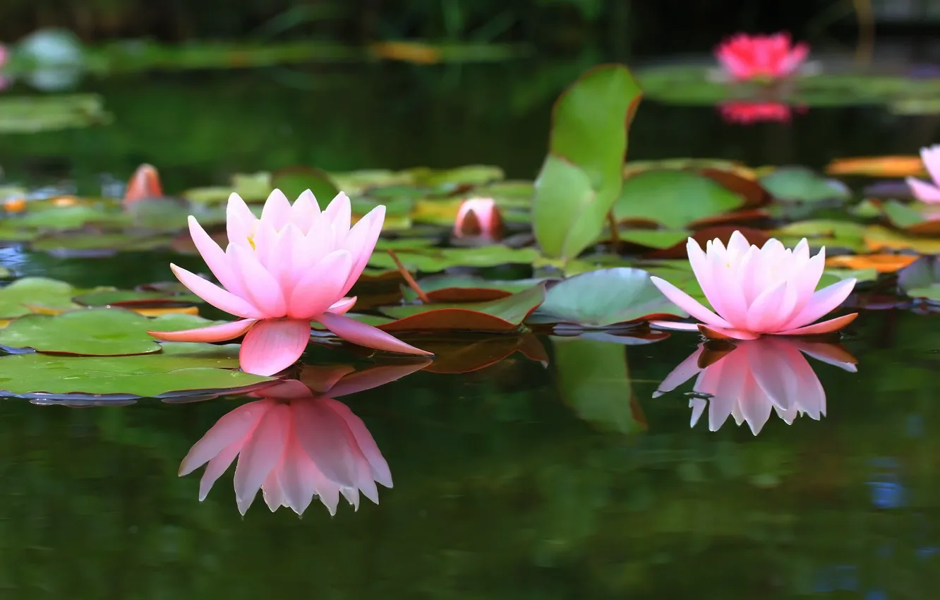 Photo wallpaper pond, background, Lily, water Lily