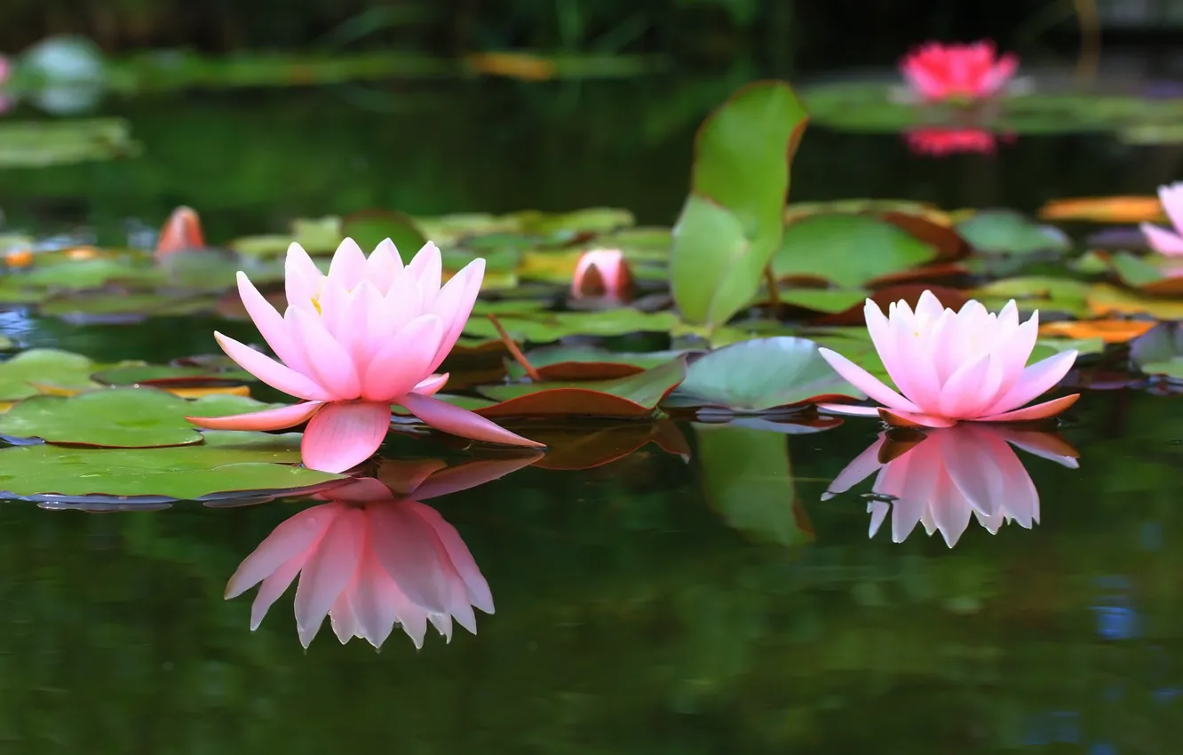 Photo wallpaper pond, background, water lilies, water Lily