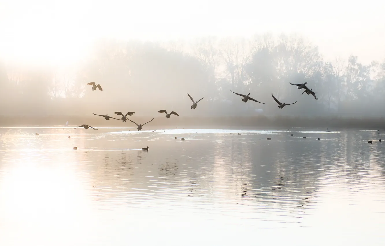 Photo wallpaper flight, fog, reflection, bird, pack, morning, light background, pond