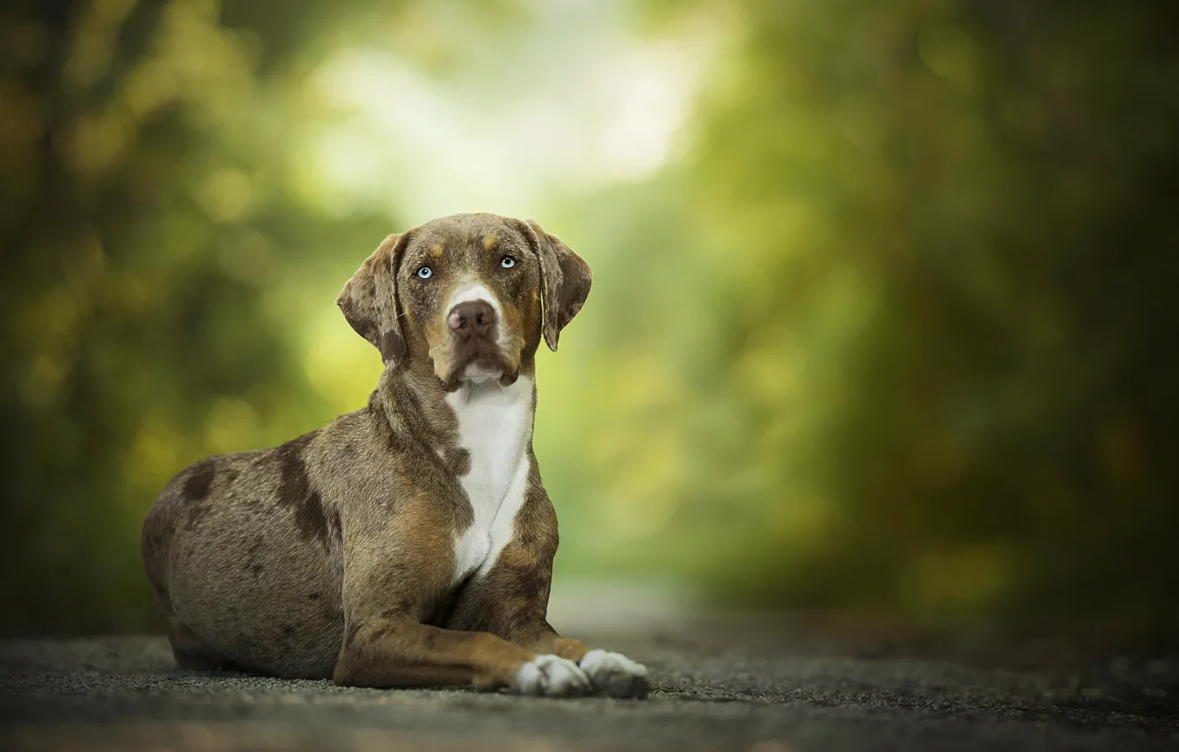 Photo wallpaper dog, bokeh, pumpkin