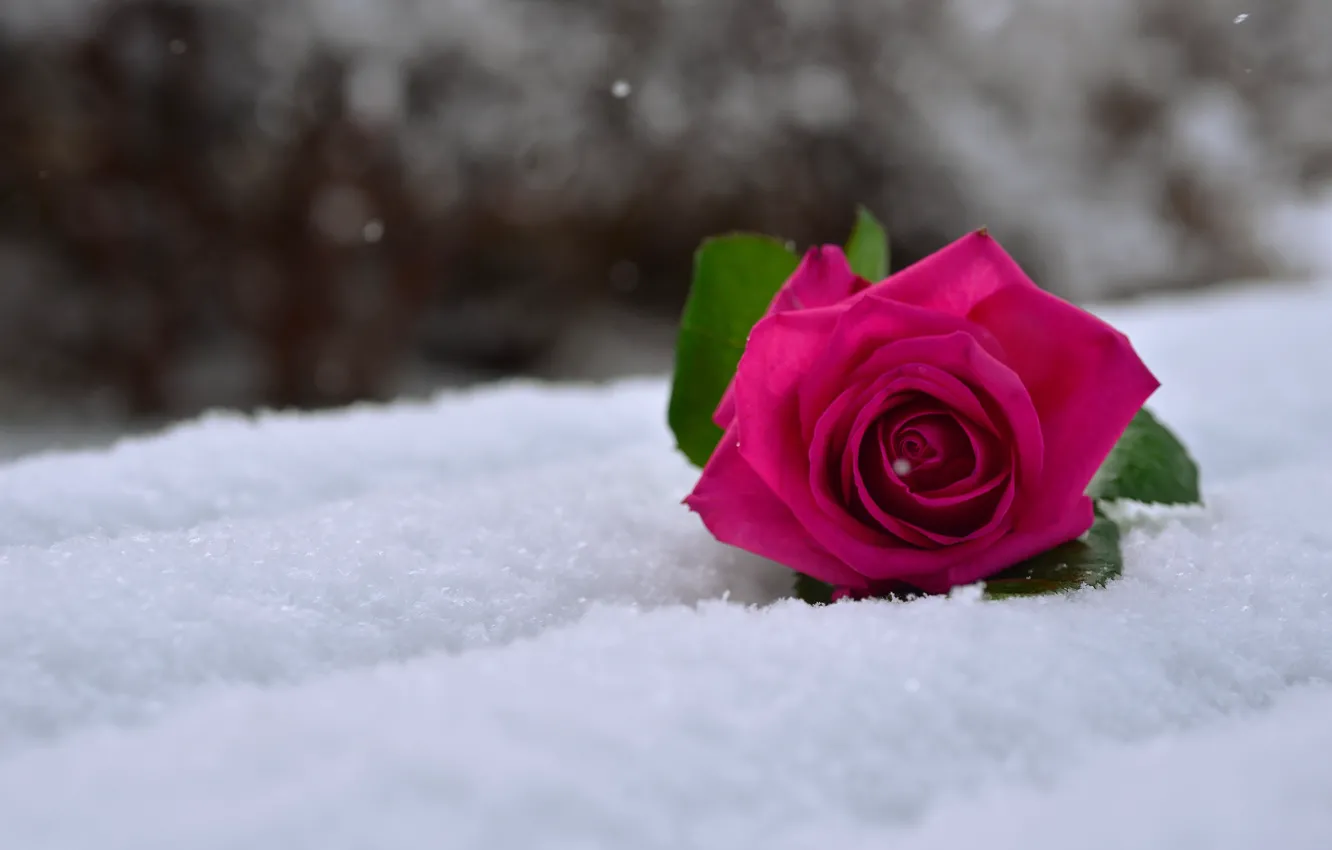 Photo wallpaper macro, snow, rose, rose in the snow