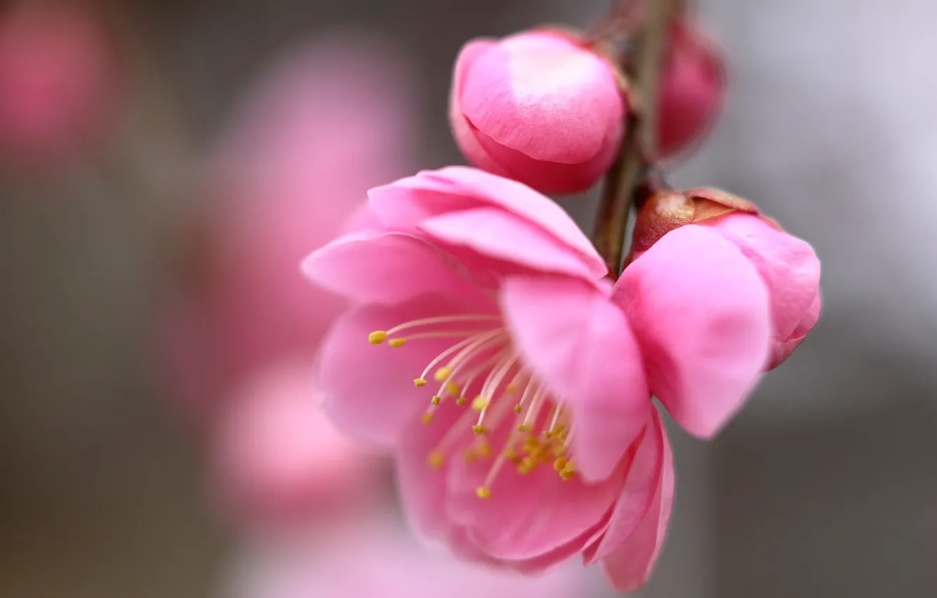 Photo wallpaper pink flowers, blurred background, Sakura