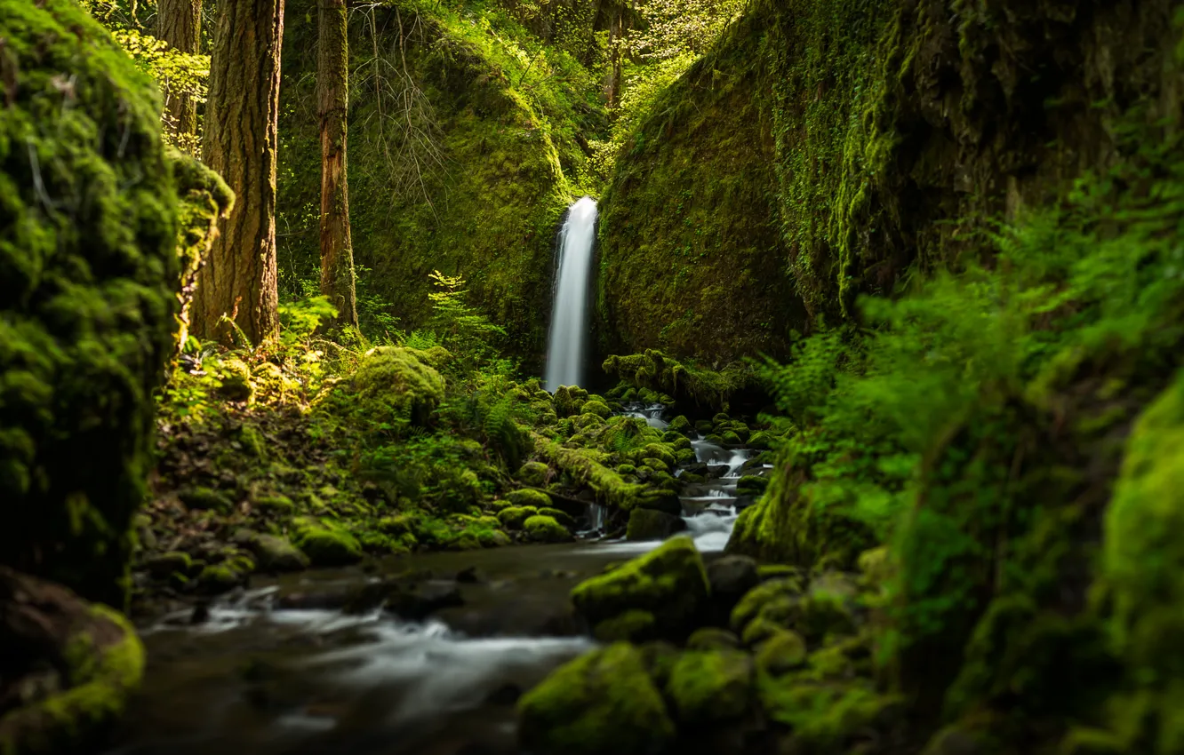 Photo wallpaper forest, waterfall, river, Oregon, Ruckel Creek Falls