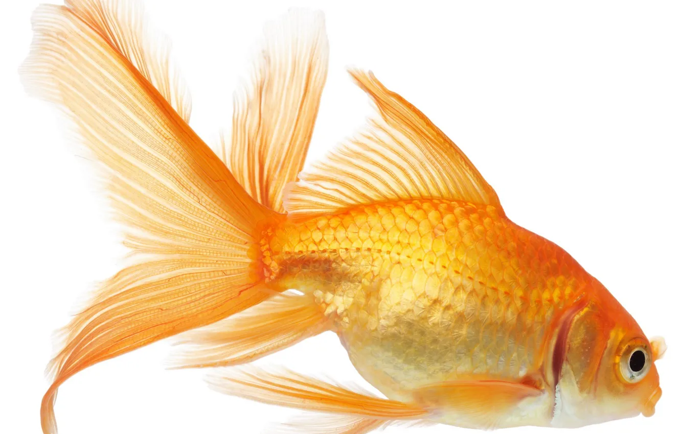 Photo wallpaper white, background, fish, fish, gold