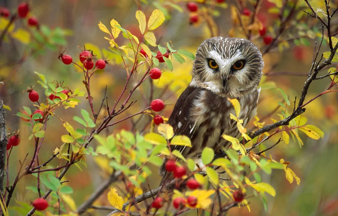 Photo wallpaper owl, bird, briar, Canada, British Columbia