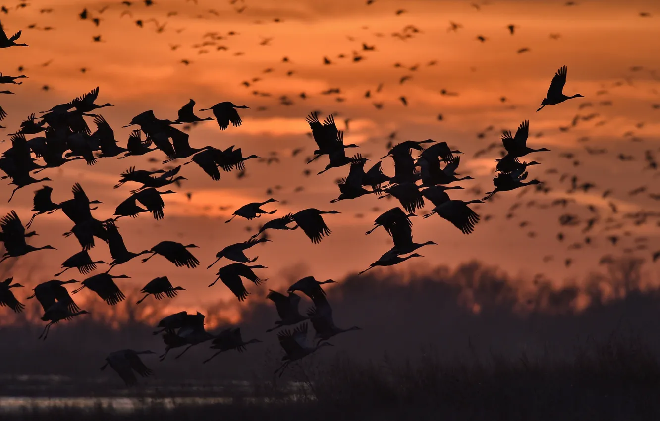 Photo wallpaper NATURE, The SKY, WINGS, FLIGHT, POND, PACK, BIRDS, SILHOUETTES