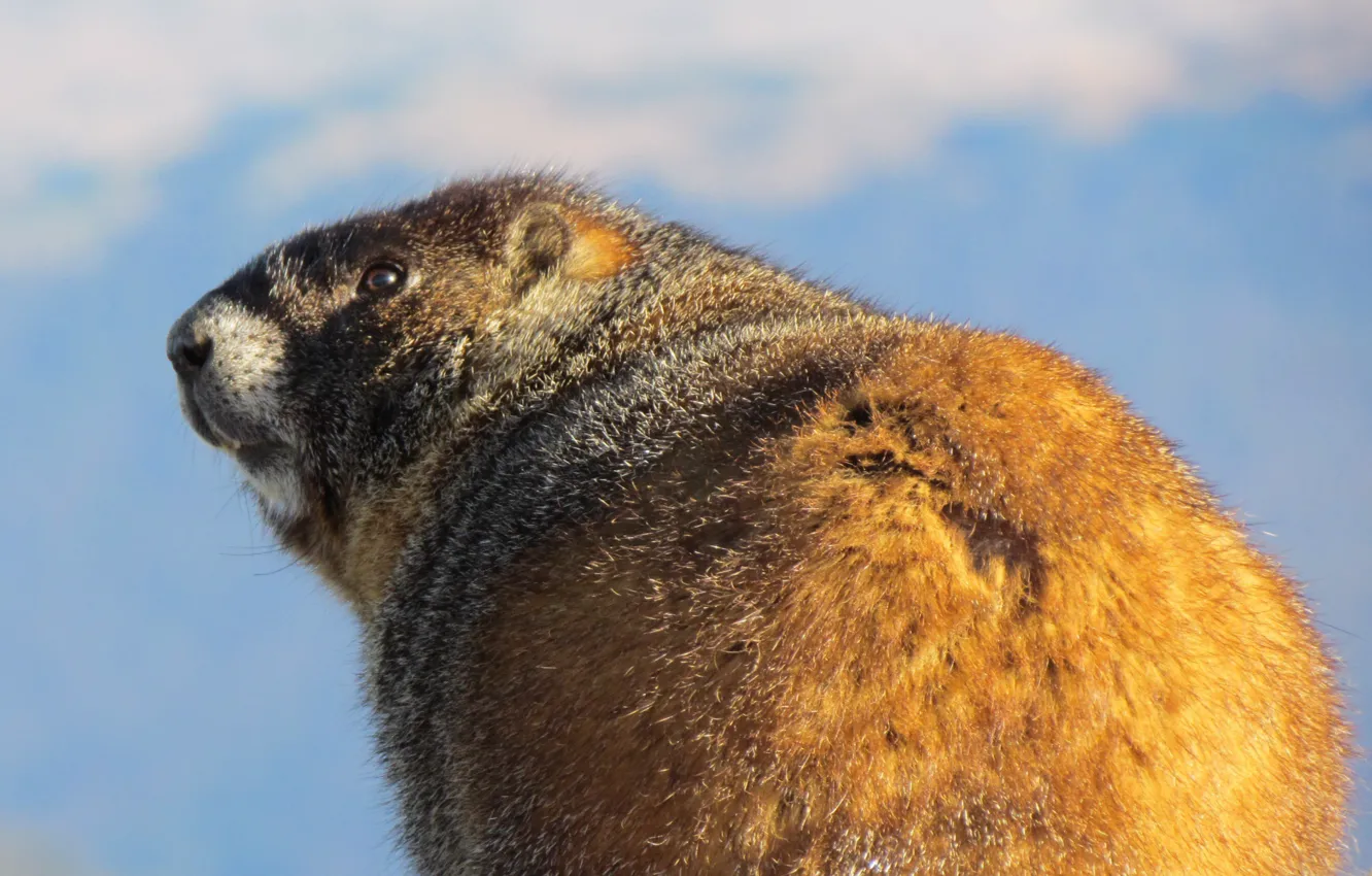 Photo wallpaper ass, fur, marmot, rodent