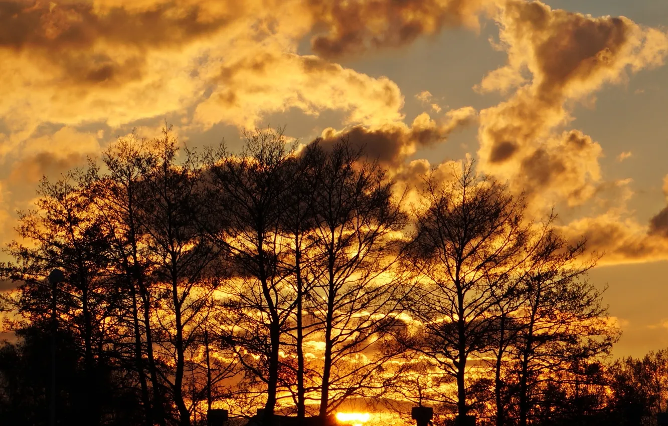 Photo wallpaper sky, cloud, tree, sunser