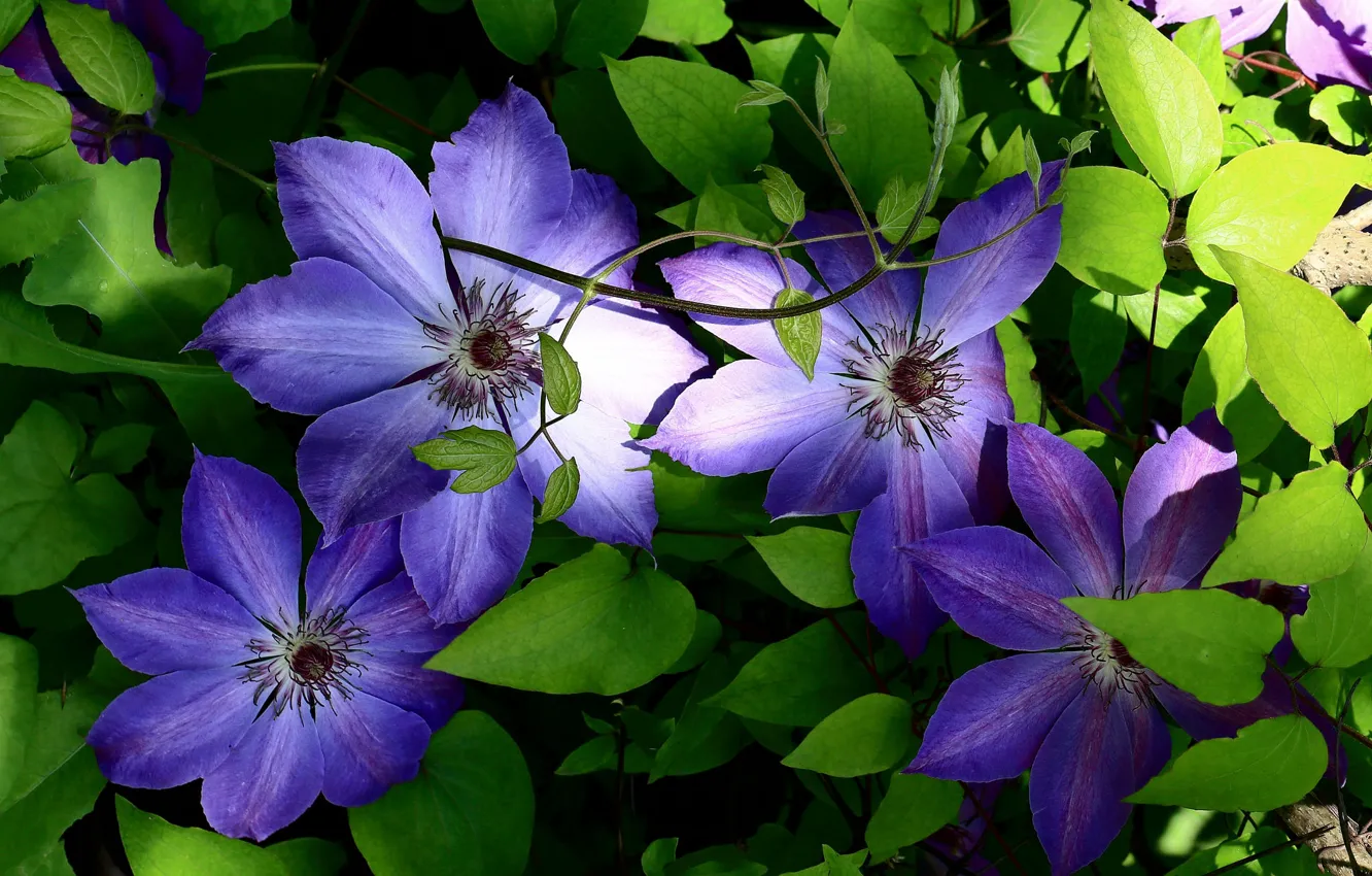 Photo wallpaper leaves, flowers, clematis