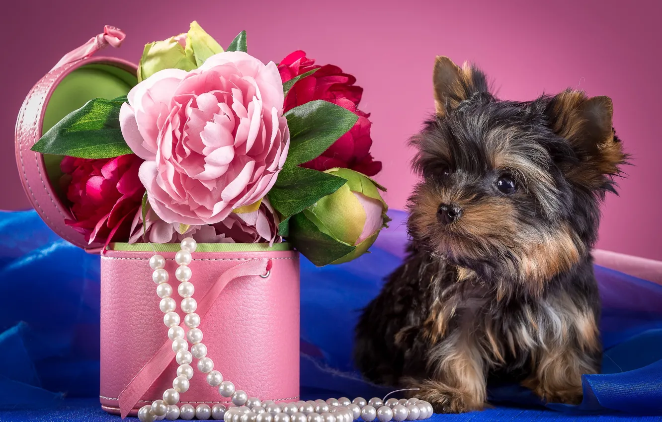 Photo wallpaper flowers, necklace, puppy, peonies, Yorkshire Terrier
