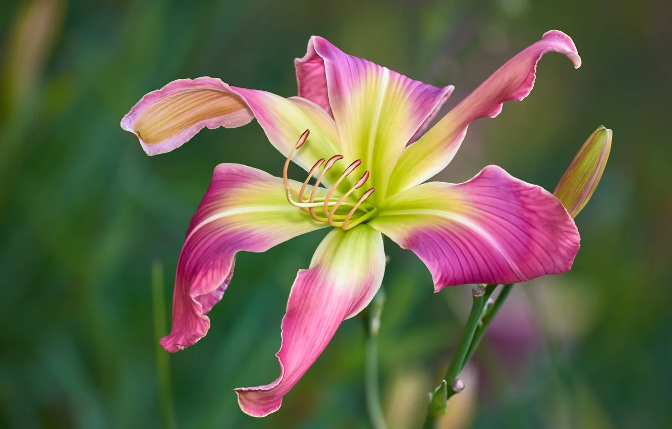 Photo wallpaper flowers, Lily, petals, garden, stem, pink, buds, green background