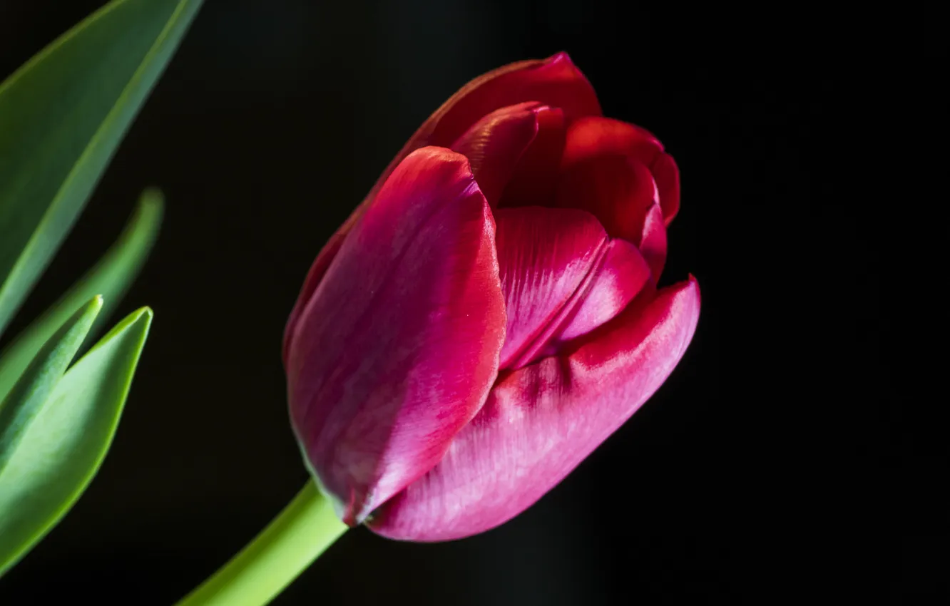Photo wallpaper flower, background, Tulip, petals