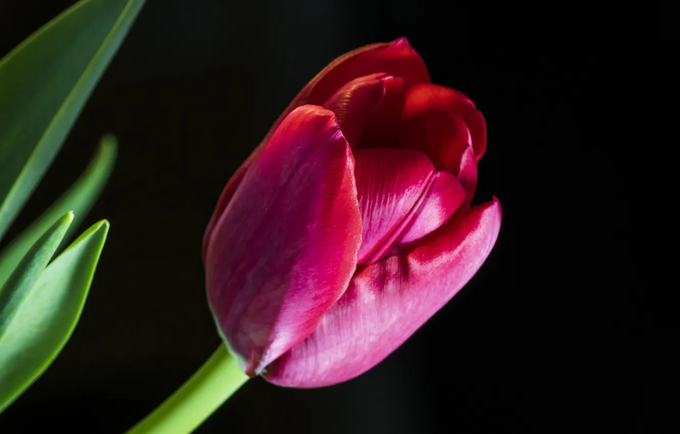 Photo wallpaper flowers, background, petals, tulips