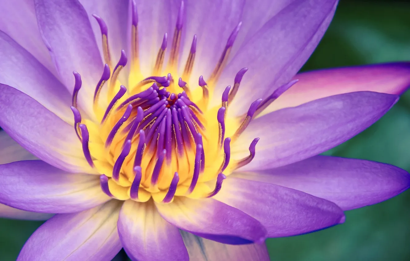 Photo wallpaper flower, macro, lilac, water Lily