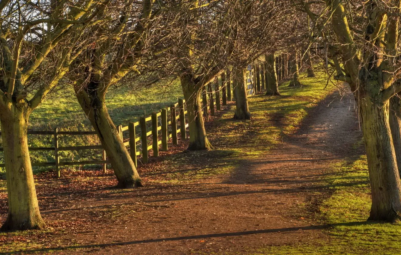 Photo wallpaper road, trees, the fence