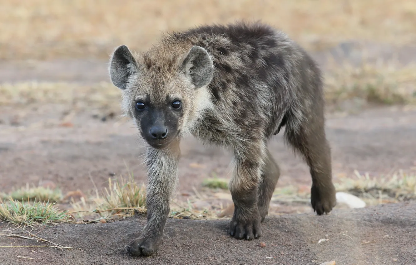 Photo wallpaper look, hyena, cub