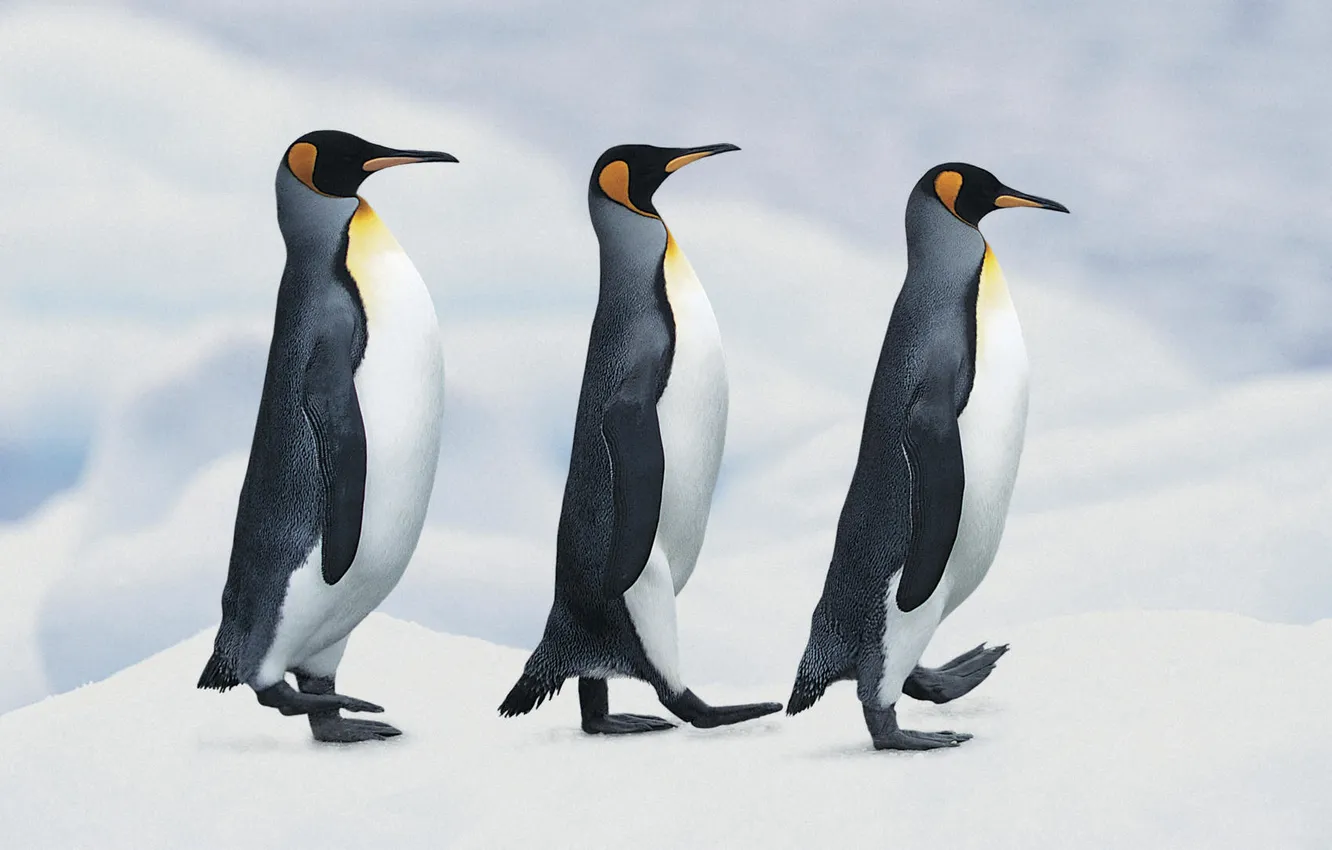 Photo wallpaper snow, penguins, Imperial, steps