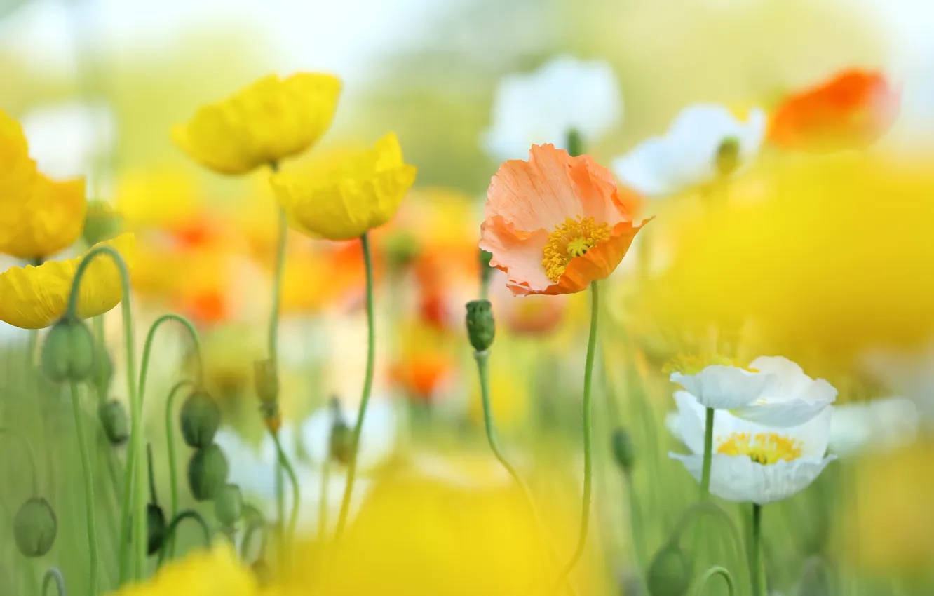 Photo wallpaper white, macro, yellow, Maki