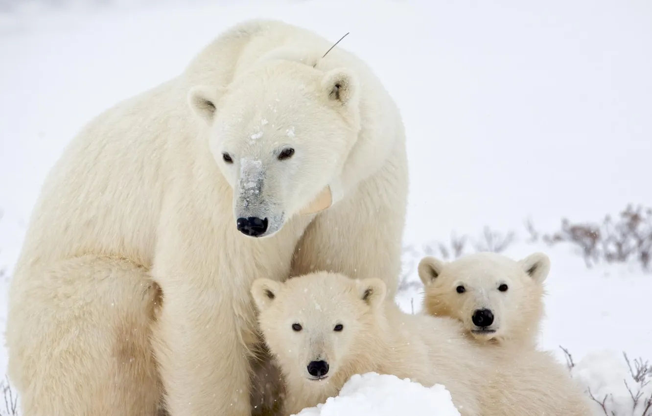 Photo wallpaper snow, white, bears, bear