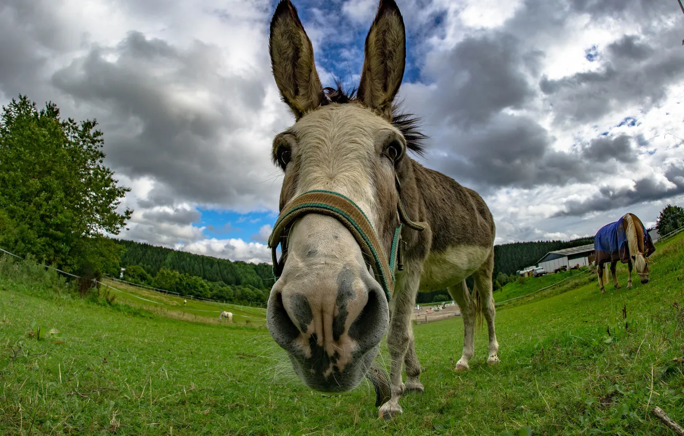 Photo wallpaper face, background, donkeys