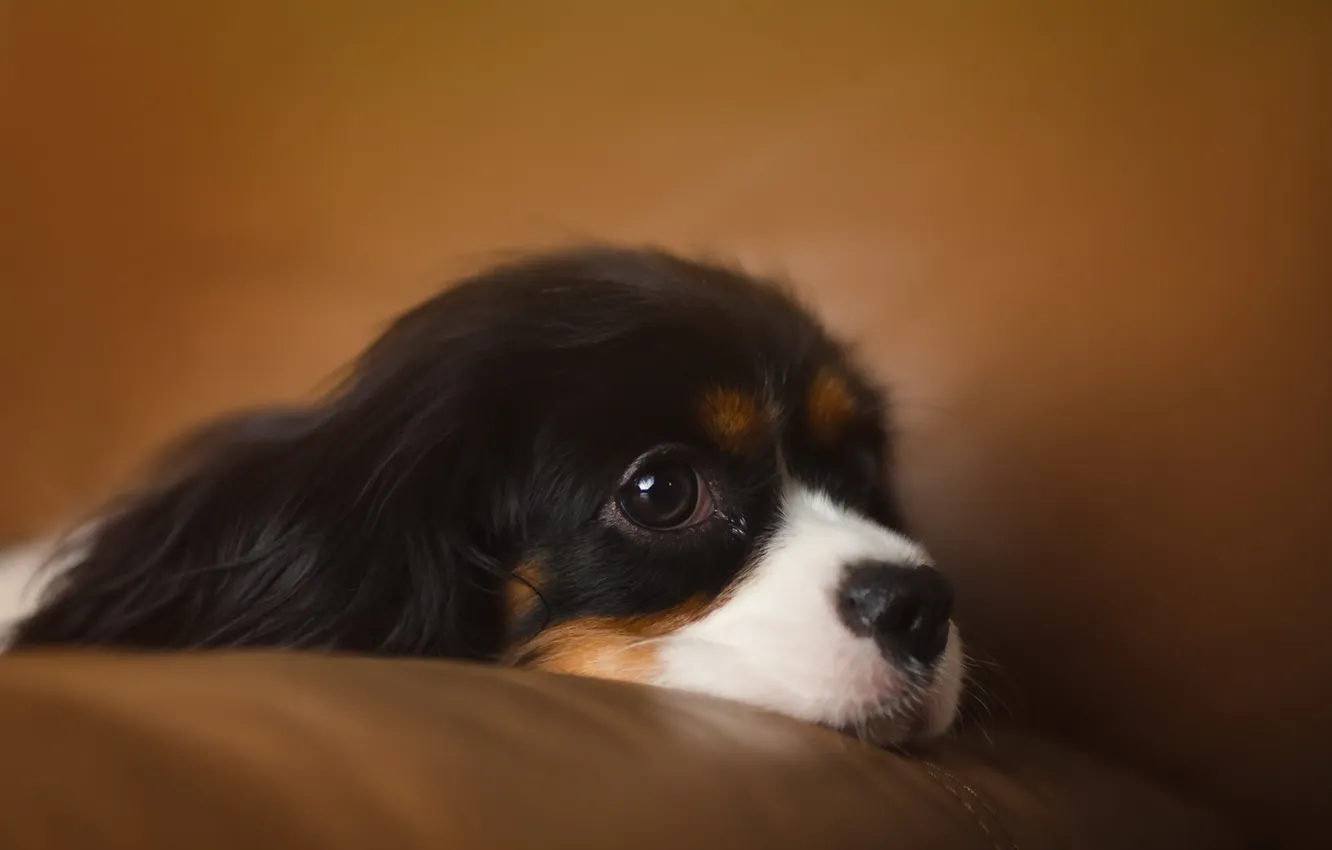 Photo wallpaper look, each, dog