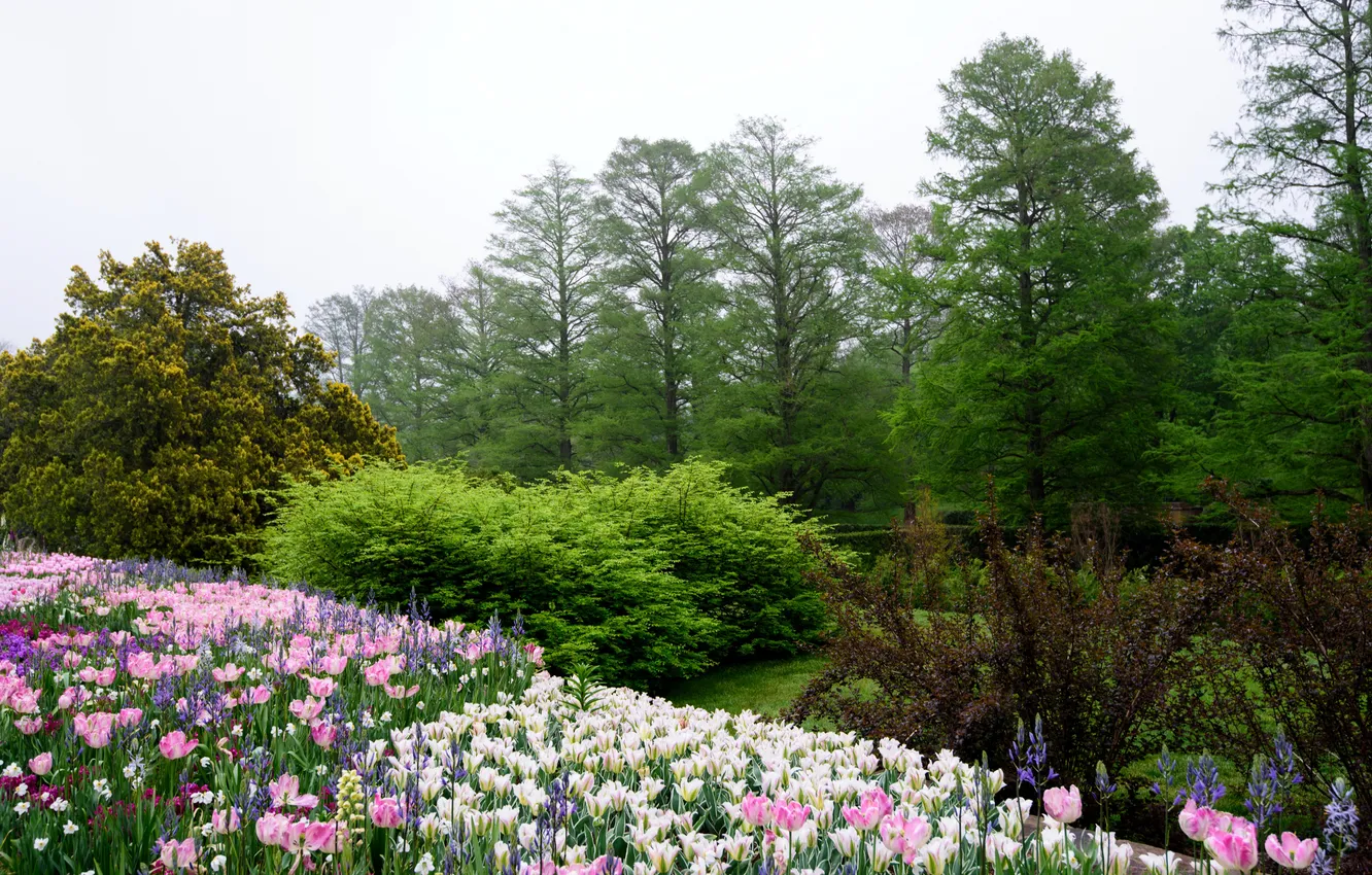 Photo wallpaper trees, flowers, garden, tulips, USA, the bushes, Pennsylvania, Longwood Gardens