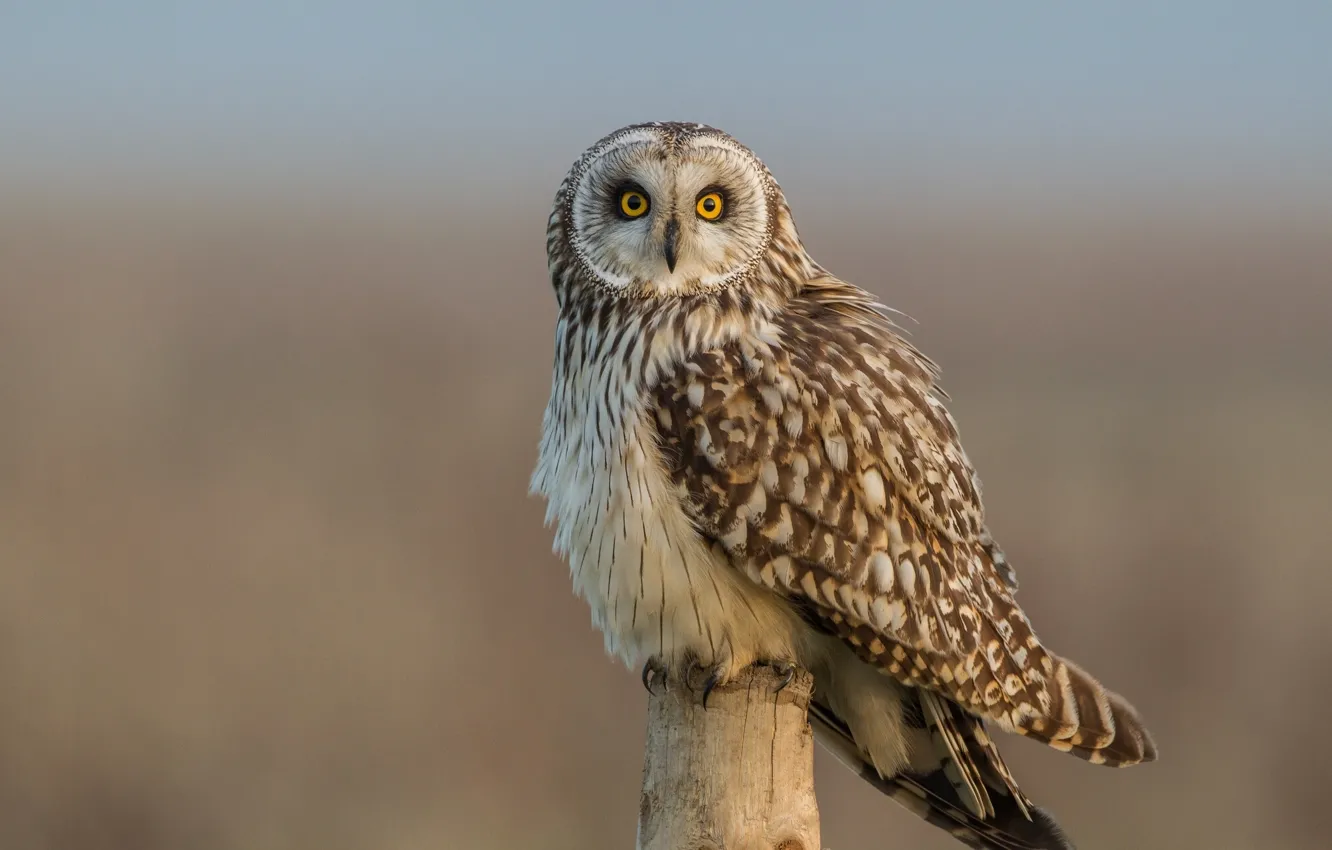 Photo wallpaper look, bird, Short-eared owl