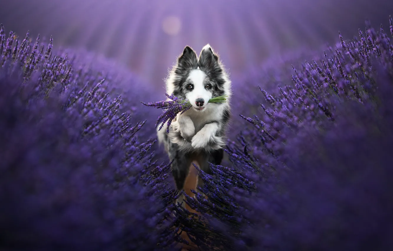 Photo wallpaper field, dog, lavender, The border collie