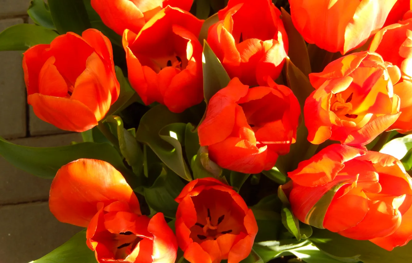 Photo wallpaper grass, flowers, widescreen, Wallpaper, spring, tulips, wallpaper, grass